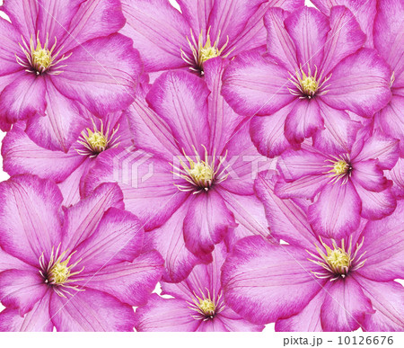 Clematis Flowers Clematis Flowers 10126676