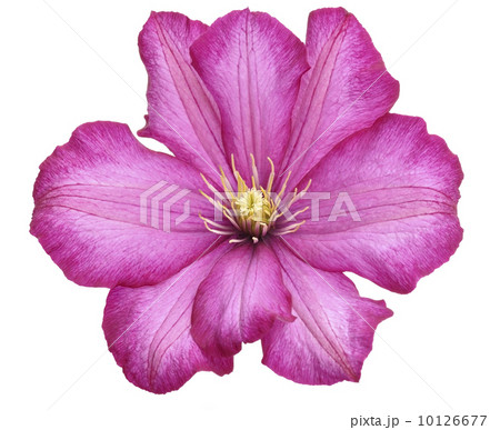 Clematis Flower 10126677