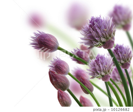 Chive Herb Flowers Chive Herb Flowers 10126682