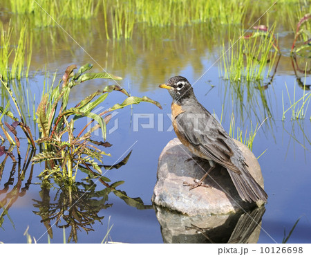 American Robin 10126698
