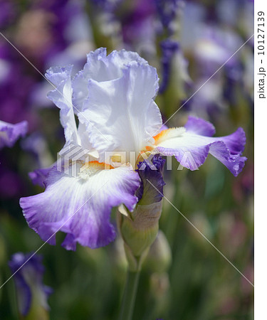 Flower of bearded iris closeup 10127139