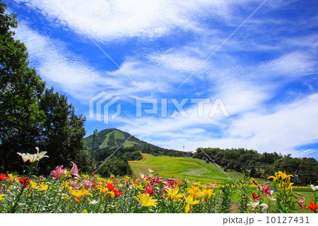 ユリの夏 10127431