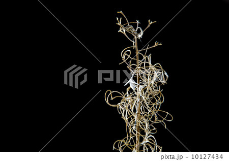 Fireweed stalk detail at black 10127434