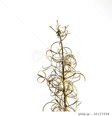 Fireweed stalk detail 10127438