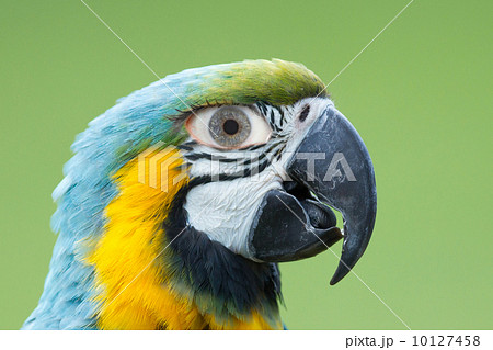 Macaw parrot with a human eye Macaw parrot with a human eye 10127458