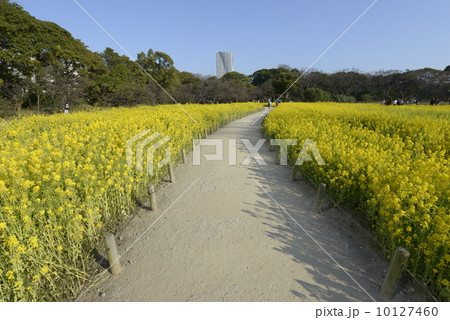 陽春の浜離宮恩賜庭園 陽春の浜離宮恩賜庭園 10127460