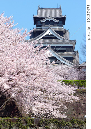 熊本城  天守閣と桜 10127473