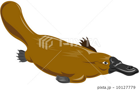 Platypus Diving 10127779