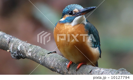 カワセミ 10127794