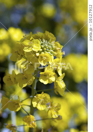 青空を背景とした黄色い菜の花畑 10127912