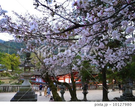 桜と厳島神社 桜と厳島神社 10127980