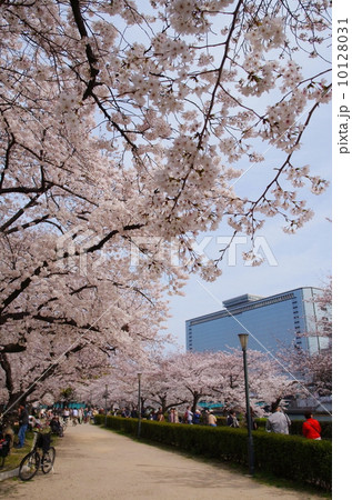 大阪・南天満公園の桜 大阪・南天満公園の桜 10128031