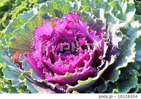 ハボタン 10128304