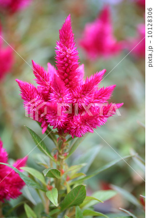 セロシア 10128306