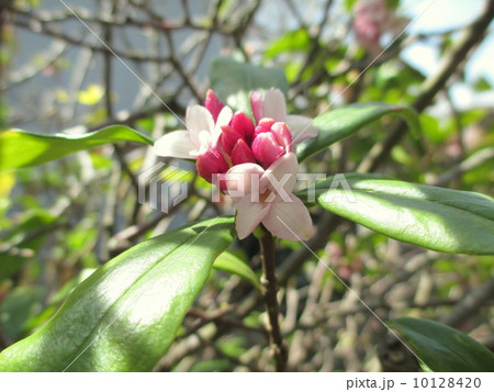 春の花　甘い香りの沈丁花 10128420