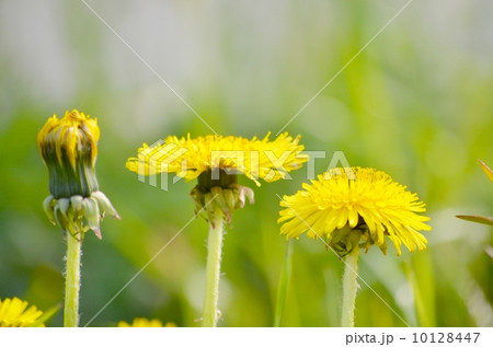 タンポポ タンポポ 10128447