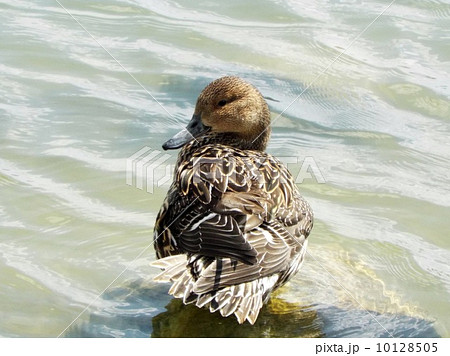 オナガガモの雌 オナガガモの雌 10128505