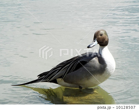 オナガガモ オナガガモ 10128507