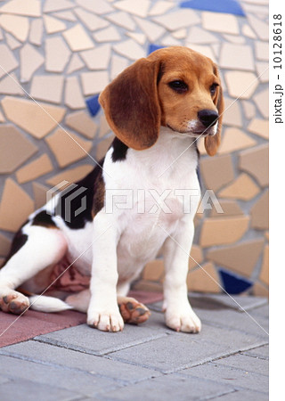 ビーグル 10128618
