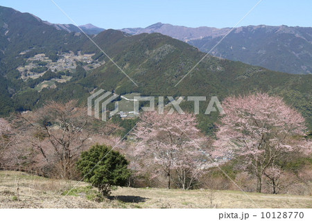 仁淀川町の桜 10128770