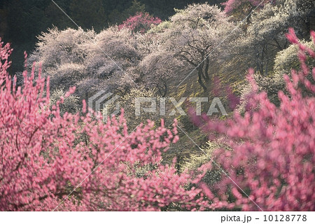 吉野梅郷 10128778