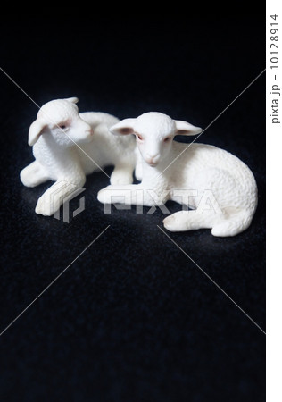 羊 10128914