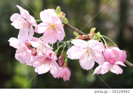 桜(陽光桜) 桜(陽光桜) 10128942