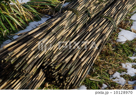 篠竹の束　篠竹刈り 10128970