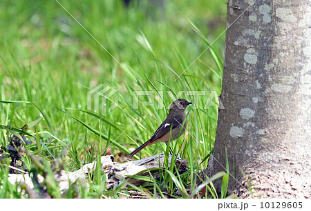 ジョウビタキ ジョウビタキ 10129605