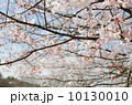 桜 10130010