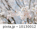 桜の花 10130012