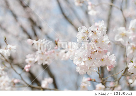 桜の花 10130012