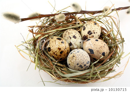 Five quail eggs in nest with willow branch 10130715