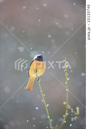 ジョウビタキ ジョウビタキ 10130746