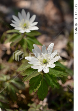 アズマイチゲ 10130949