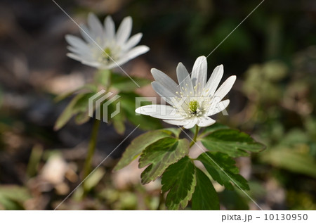 アズマイチゲ 10130950