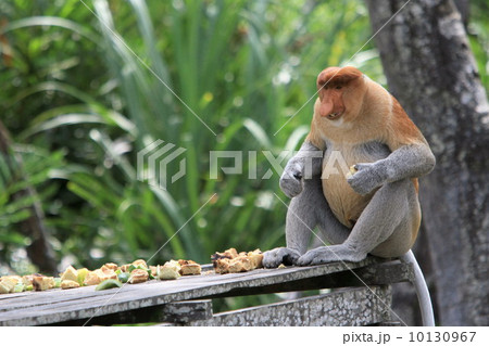 テングザル 10130967