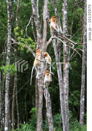 テングザル 10130970