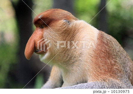 テングザル 10130975