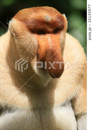 テングザル 10130977