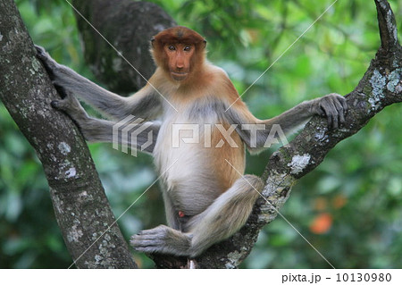 テングザル 10130980