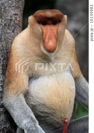 テングザル テングザル 10130983