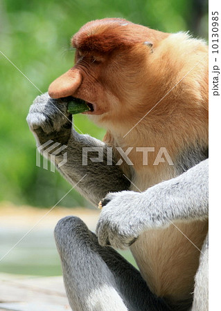 テングザル テングザル 10130985