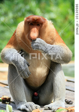 テングザル 10130986