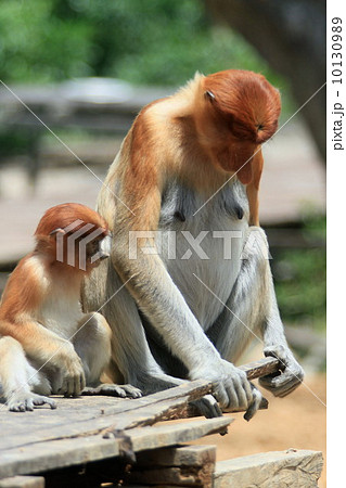 テングザル 10130989