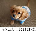 キャバリアキングチャールズスパニエルの子犬 10131343
