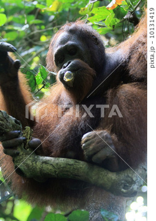 オランウータン 10131419