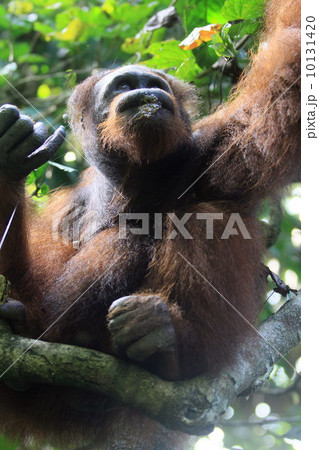 オランウータン 10131420