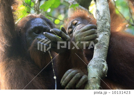オランウータン 10131423