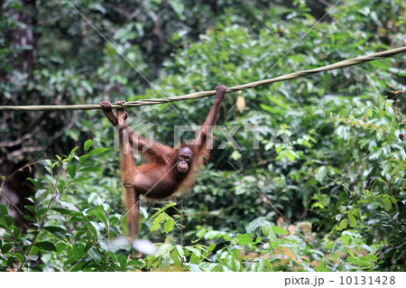 オランウータン オランウータン 10131428